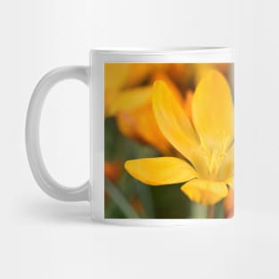 Crocus olivieri subsp. balansae  &#39;Zwanenburg&#39;  Syn.  Crocus balansae &#39;Zwanenburg&#39; Mug